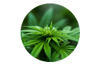 canabidiol e dor cronica 2