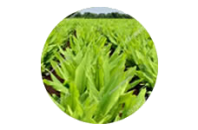 curcumina e marapuama e alzheimer 3