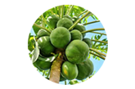 papahelminth e parasitose 2